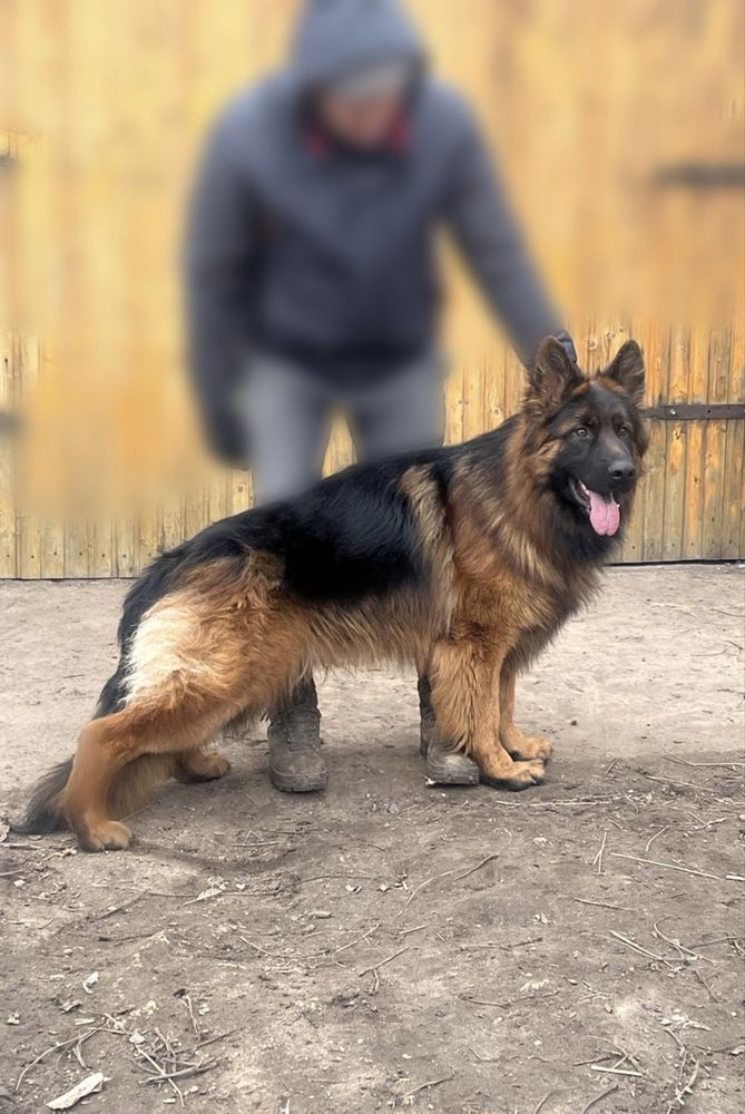 Німецька вівчарка для вʼязки