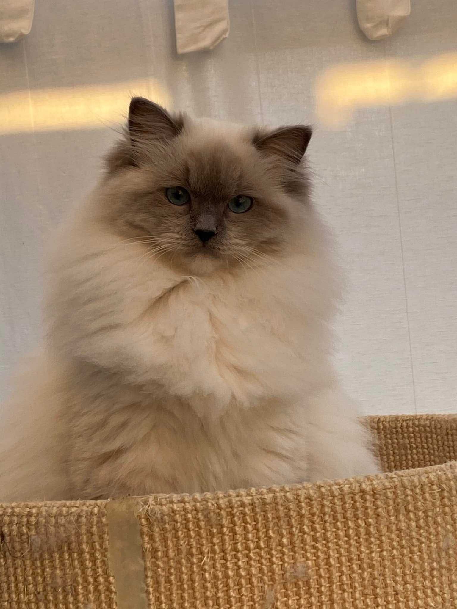 Gatinha Ragdoll com pedigree