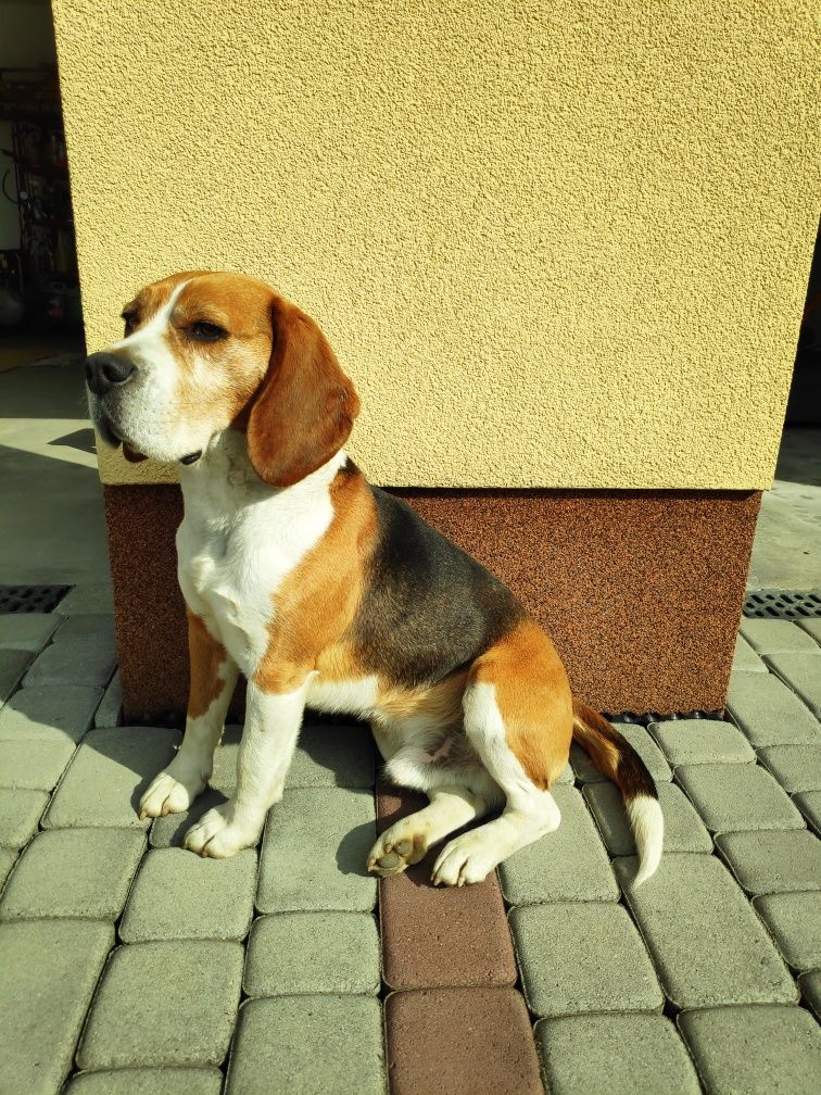 Beagle reproduktor rasowy oferta krycia