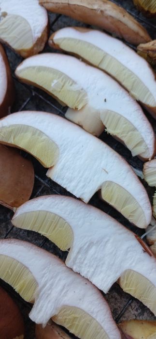 Гриби білі сушені, карпатські (сушеные белые грибы)