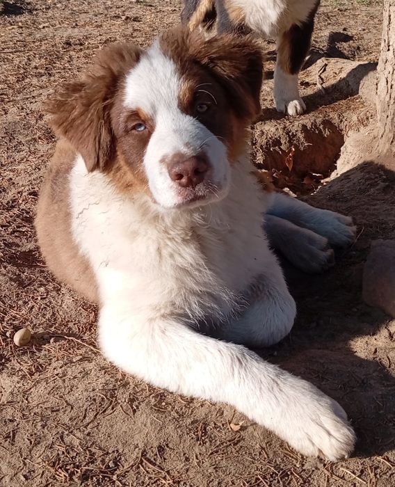 Owczarek Australijski typ amerykański