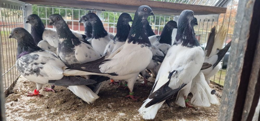 Budapeszty końcate gołębie budapeszt samiec samica