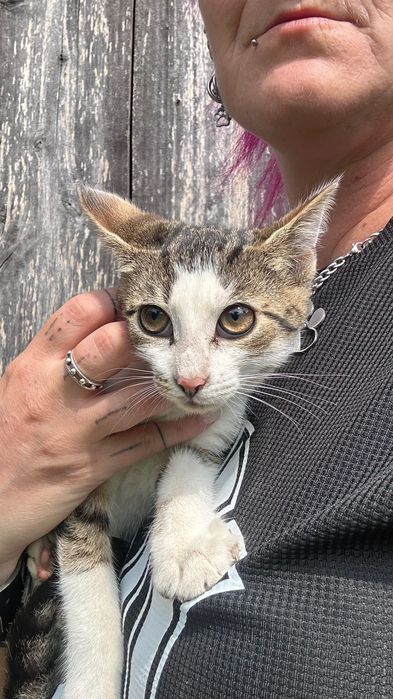 Piękne kotki szukają domu