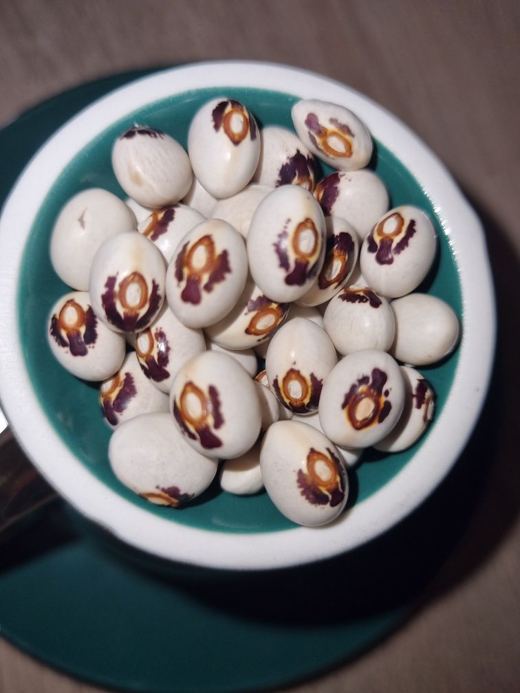 Fasola eucharystyczna, z hostią, nasiona fasoli  100 szt.