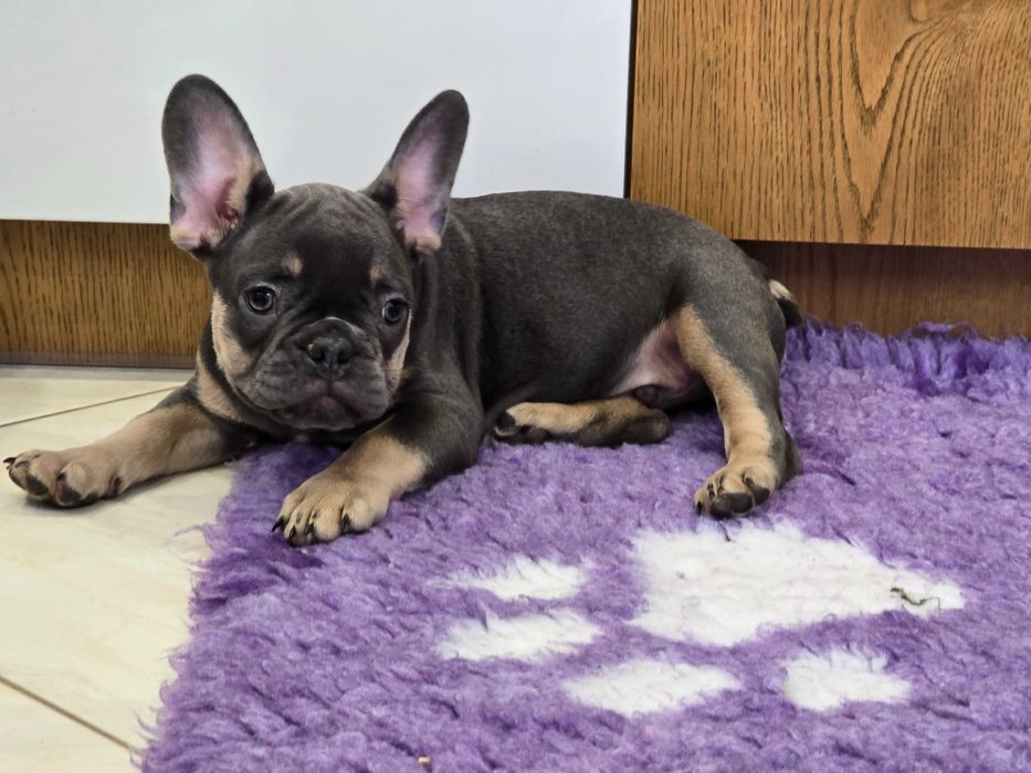 Buldog Francuski śliczny piesek Blue Tan