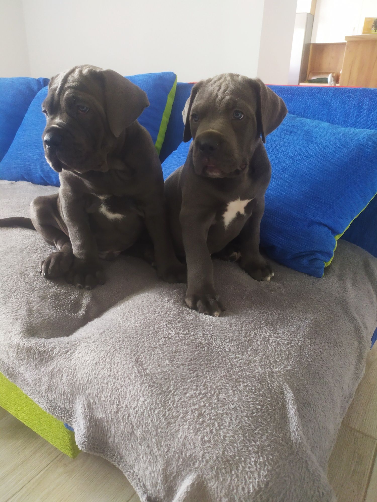 Cane Corso Italiani ,,FCI"