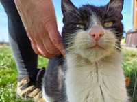 Znaleziono kota kotka czarno biała Grzebienisko