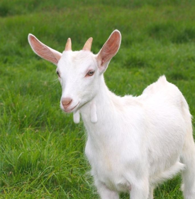 Чистокровні зааненські молочні кози