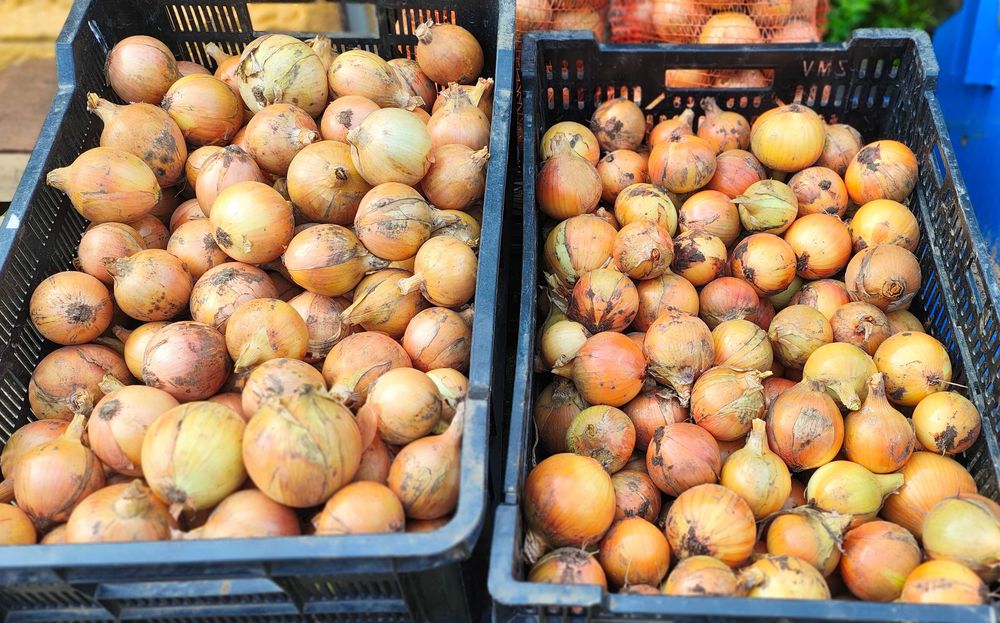 Cebula żółta z naszego gospodarstwa