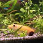 Comedor de algas Chines - Dourado