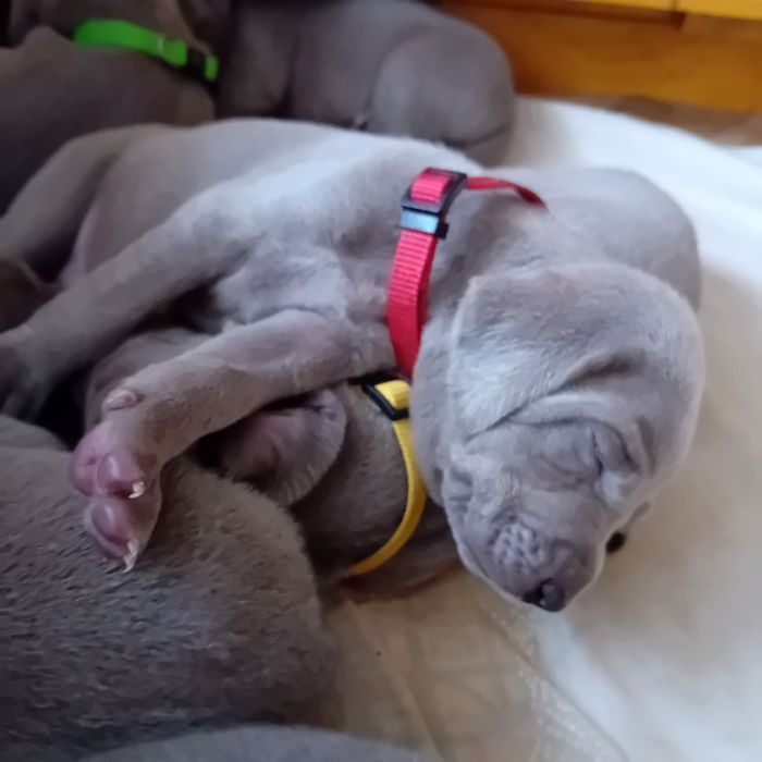 wyżeł weimarski szczenię - rezerwacja