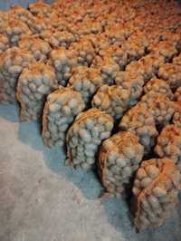 Sprzedam ziemniaki jadalne Soraya 100 worków po 15 kg Red sonia