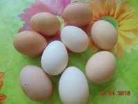 Jajka-Jaja Wiejskie 100% 1.0zl za sztukę