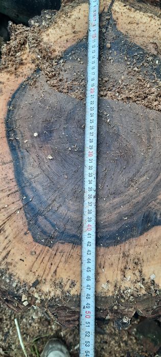 Orzech włoski pień ponad 3.5m