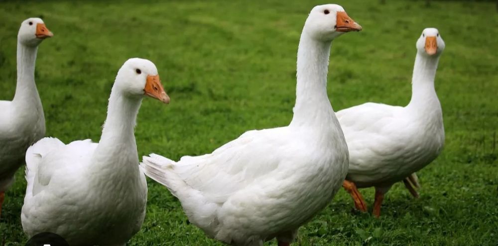 gęś kaczka  Indyki