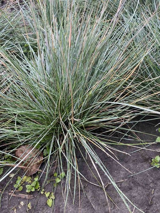 Вівсяниця сиза. Овсяница сизая.Овсяница голубая..Фестука.