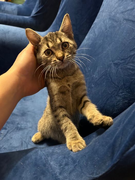 Oddam w dobre ręce dwie urocze szare kotki – szukają wspólnego domu