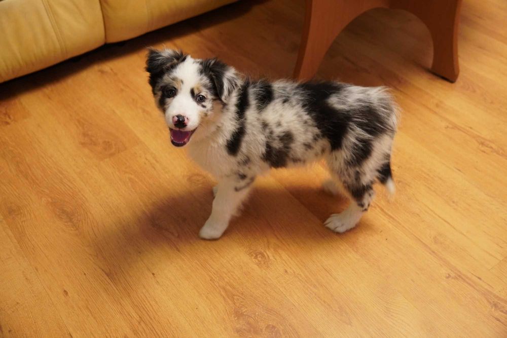 Border Collie blue merle piesek