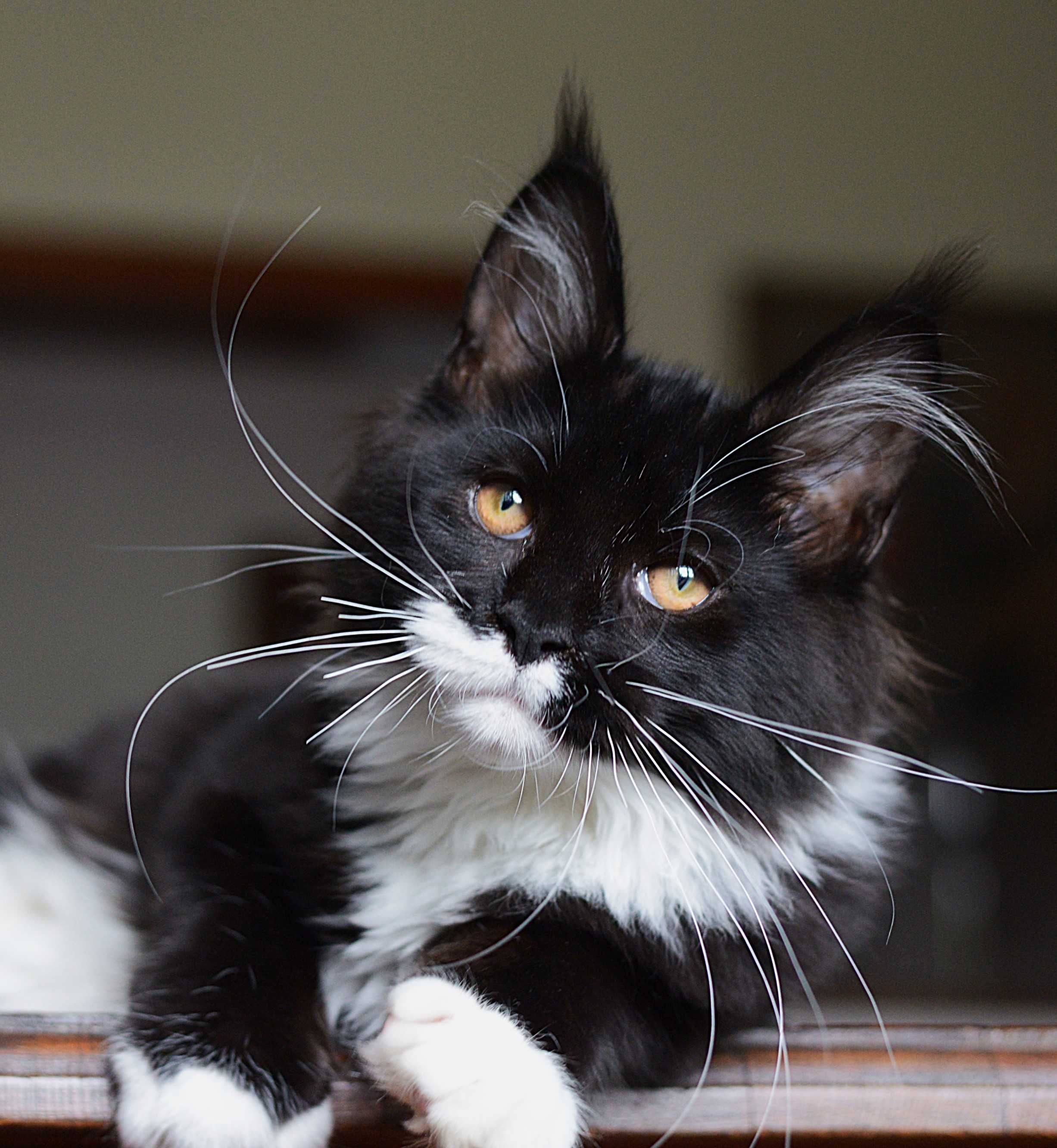 Koteczka maine coon gotowa do odbioru. Ostatnia z miotu.