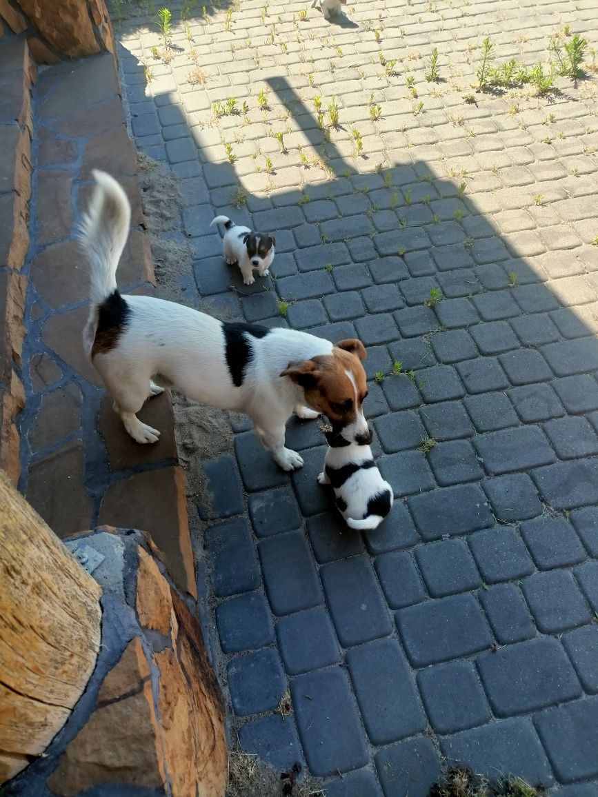 Pieski do odebrania