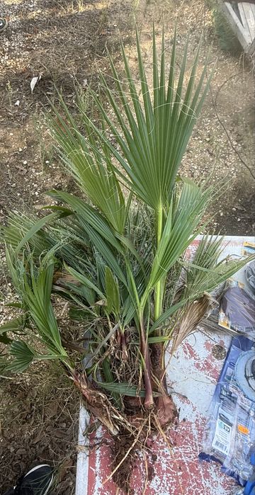 Pés de palmeira leque