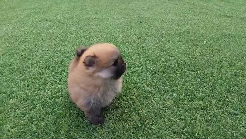 Lulu da Pomerânia com LOP (Pedigree) e Afixo