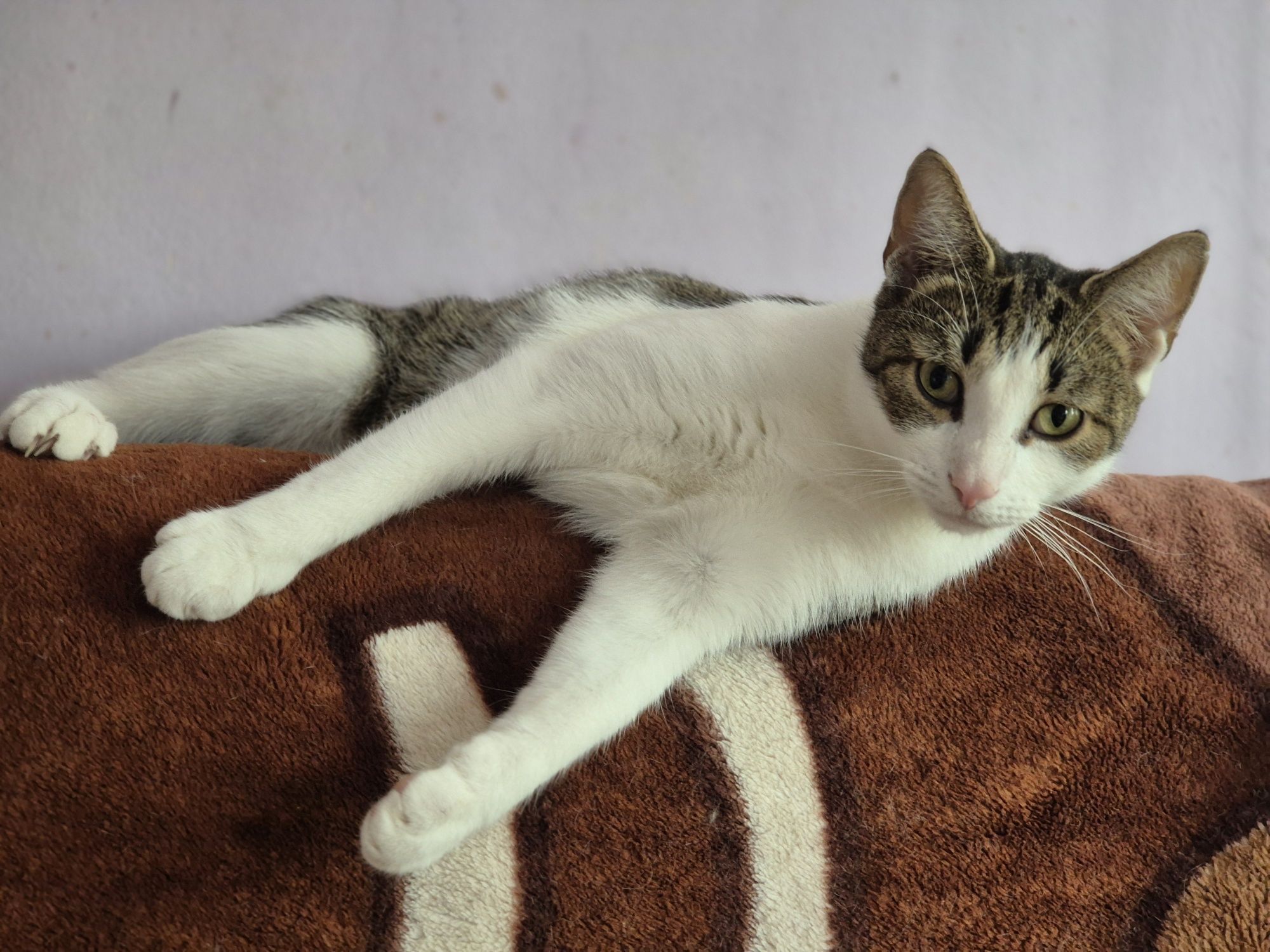Ubiegłoroczny kocurek Fifek do pilnej adopcji.
