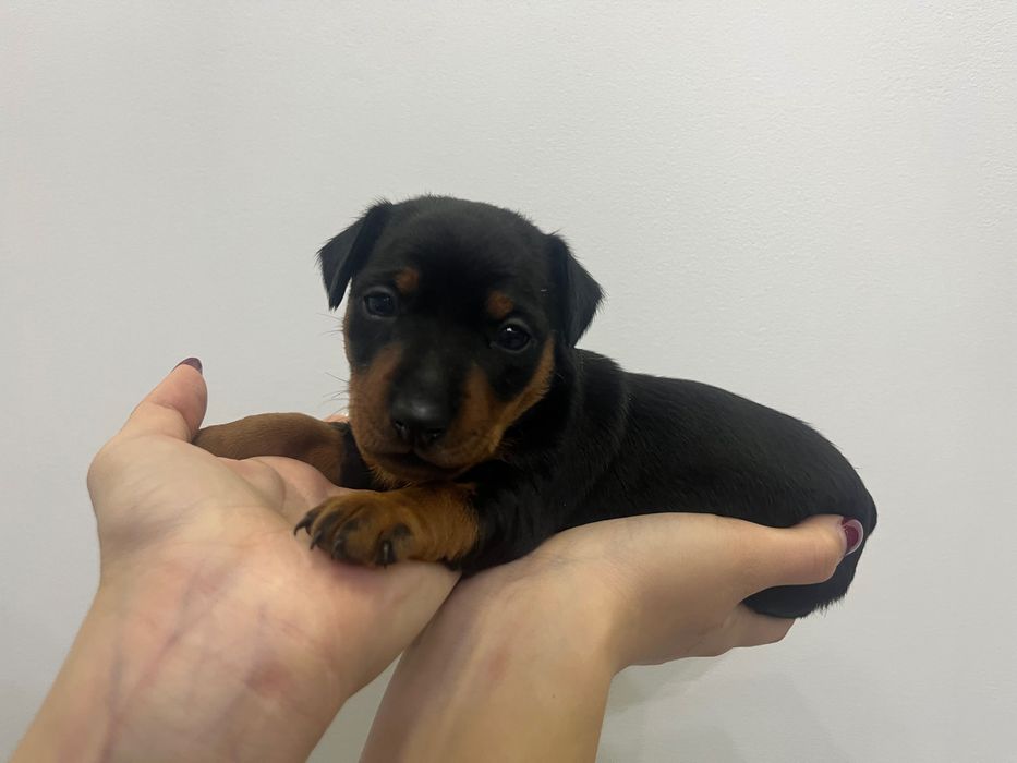 Такого вивідку міні доберманів ви ще не бачили.