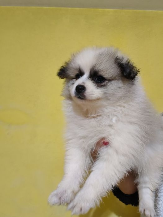 Spitz alemão menina