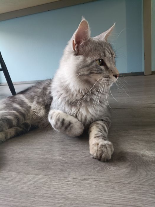 Maine coon kocurek srebrny rodowód FPL