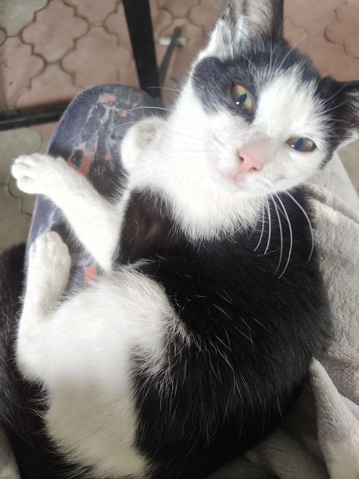 Kitka - kotka do adopcji