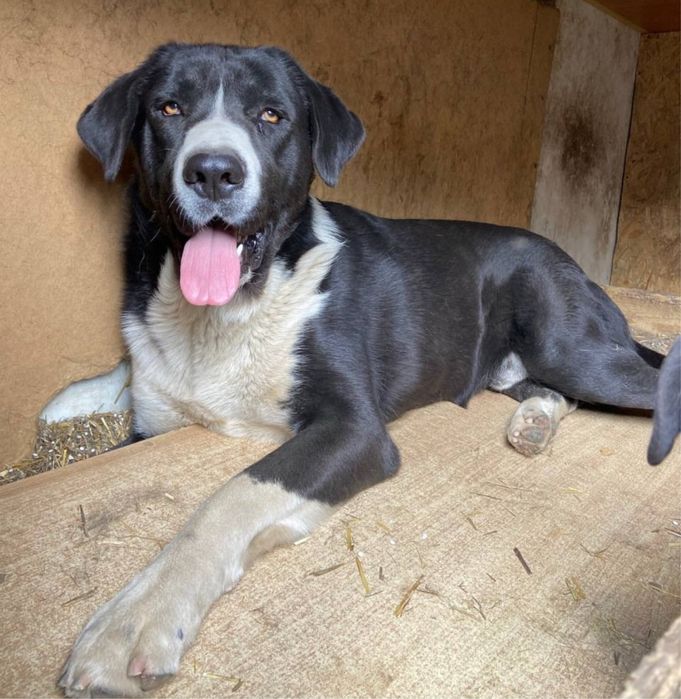 Розшук собаки, Київ і околиці