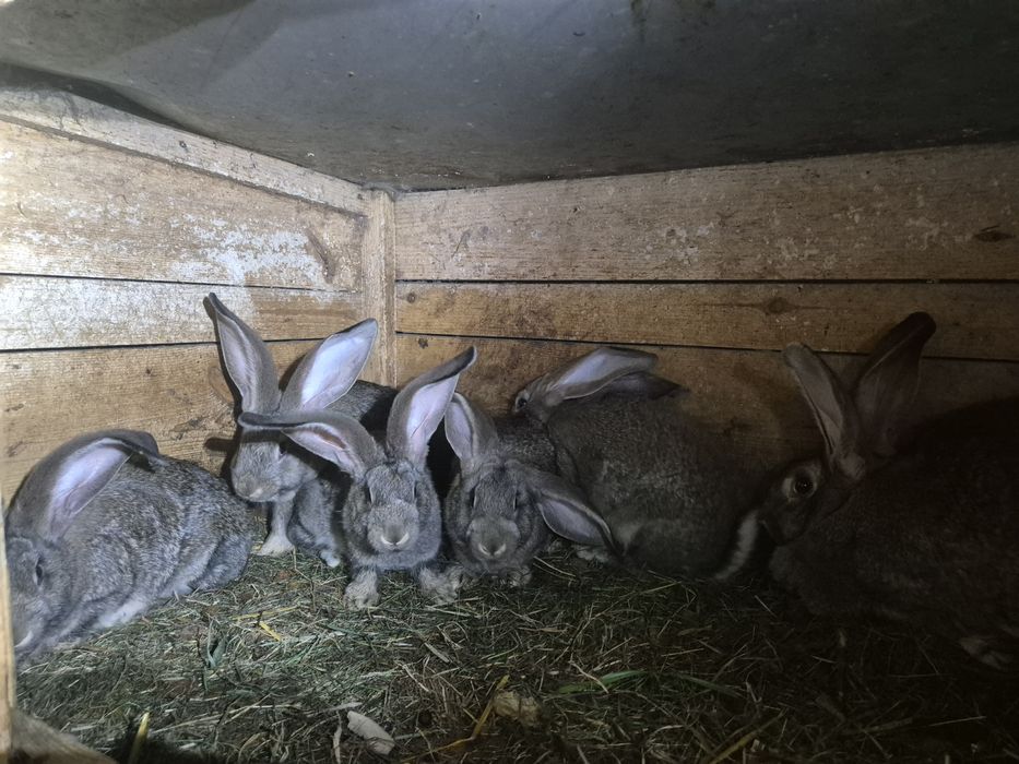 Króliki małe belgijskie