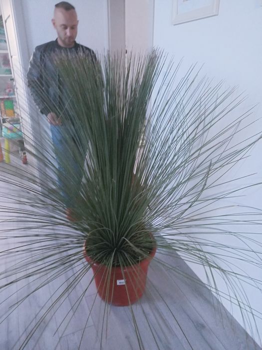 Wachlica długolistna trawa drzewiasta 140cm  plamiaste