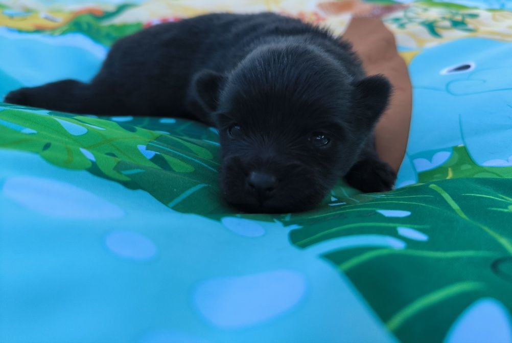 Szpic Miniaturowy pomeranian suczka