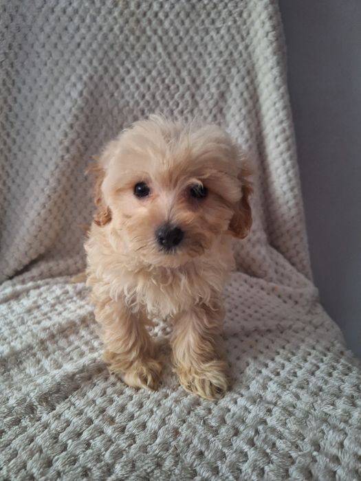 Maltipo-maltanczyk&pudel