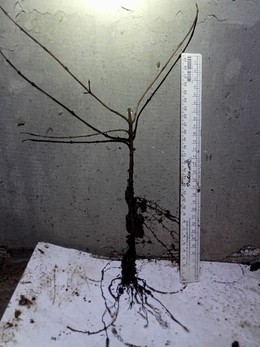 Гранат саженцы Ак-Дона