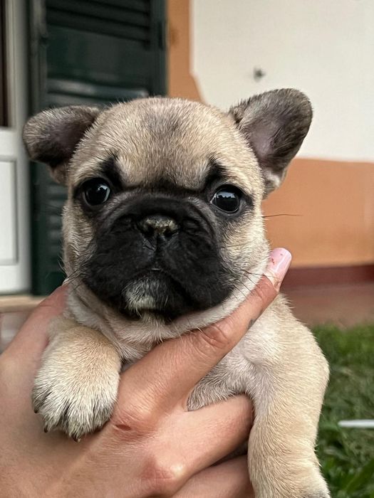 Bulldog Francês Fawn