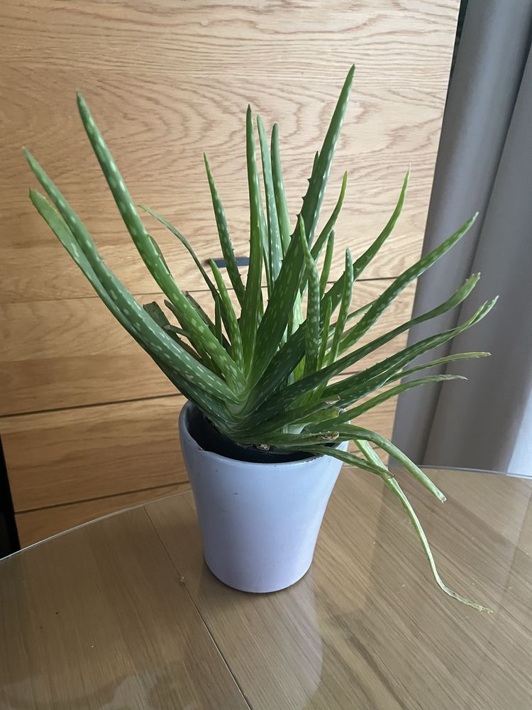 Aloes kwiat leczniczy