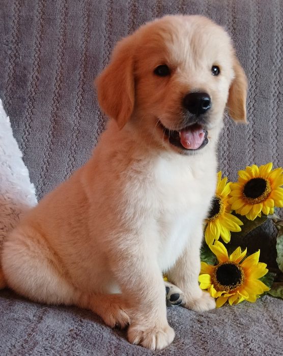 Golden Retriever szczenię z rodowodem