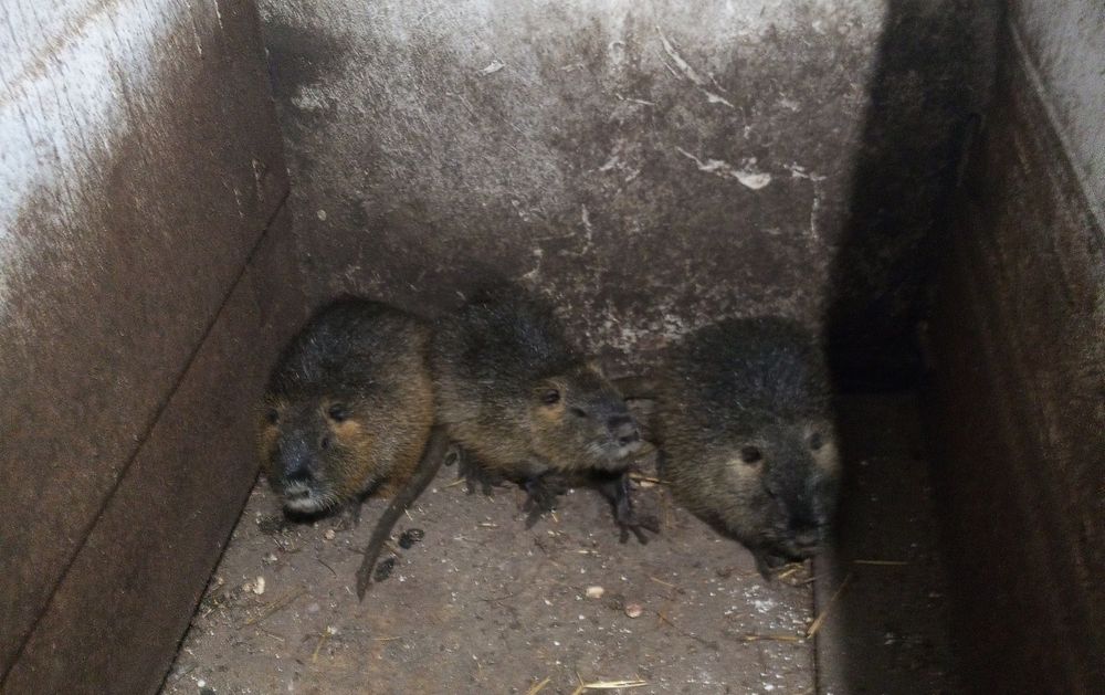 Продам натрій, самців і самок. 200грн кг.