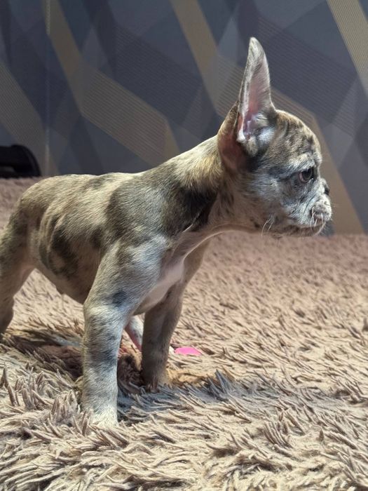 французький бульдог цуценята