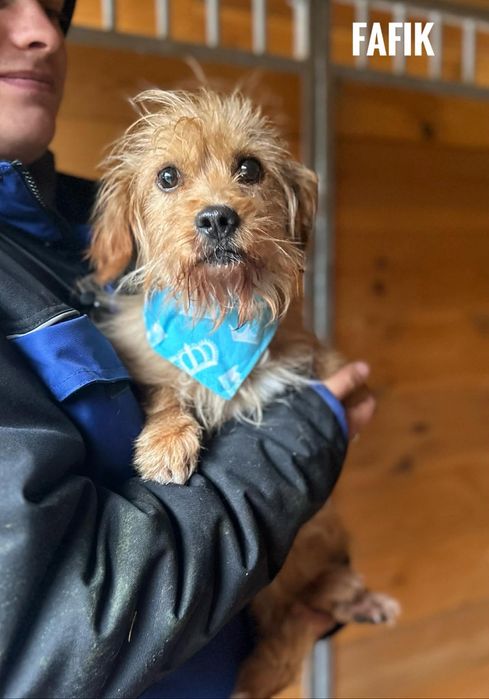 2 lata, 6kg Fafik przyyjazny adopcja za darmo oddam