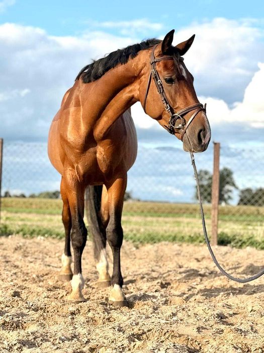 Wałach Wlkp, 165cm, grzeczny