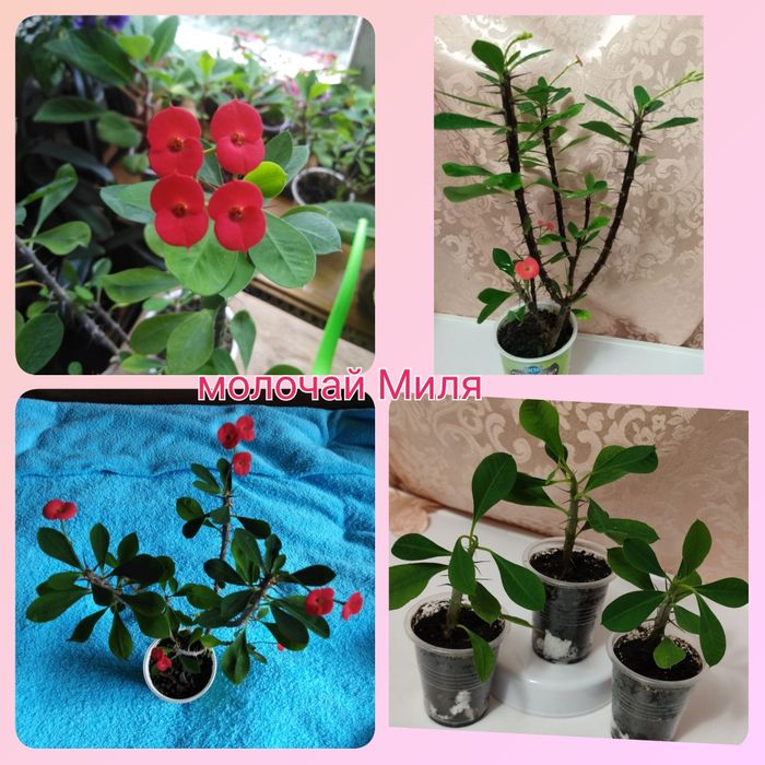 Тидеи 2 сорта; калла белая спатифиллум; кливия; молочай Миля глоксиния