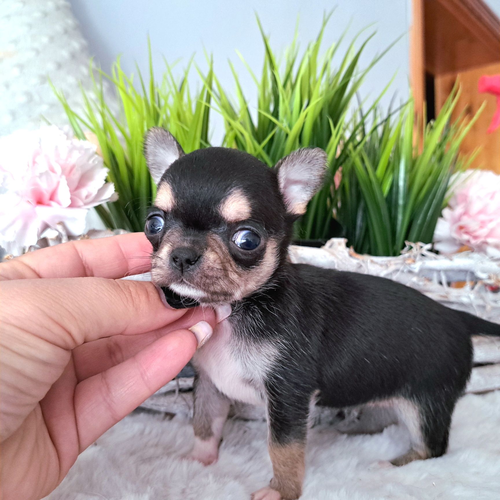 Marcelinka maleńka dziewczynka Chihuahua