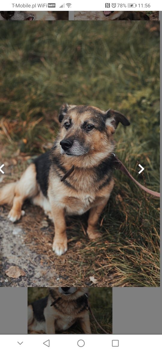 Misiek czeka w schronisku na swojego człowieka