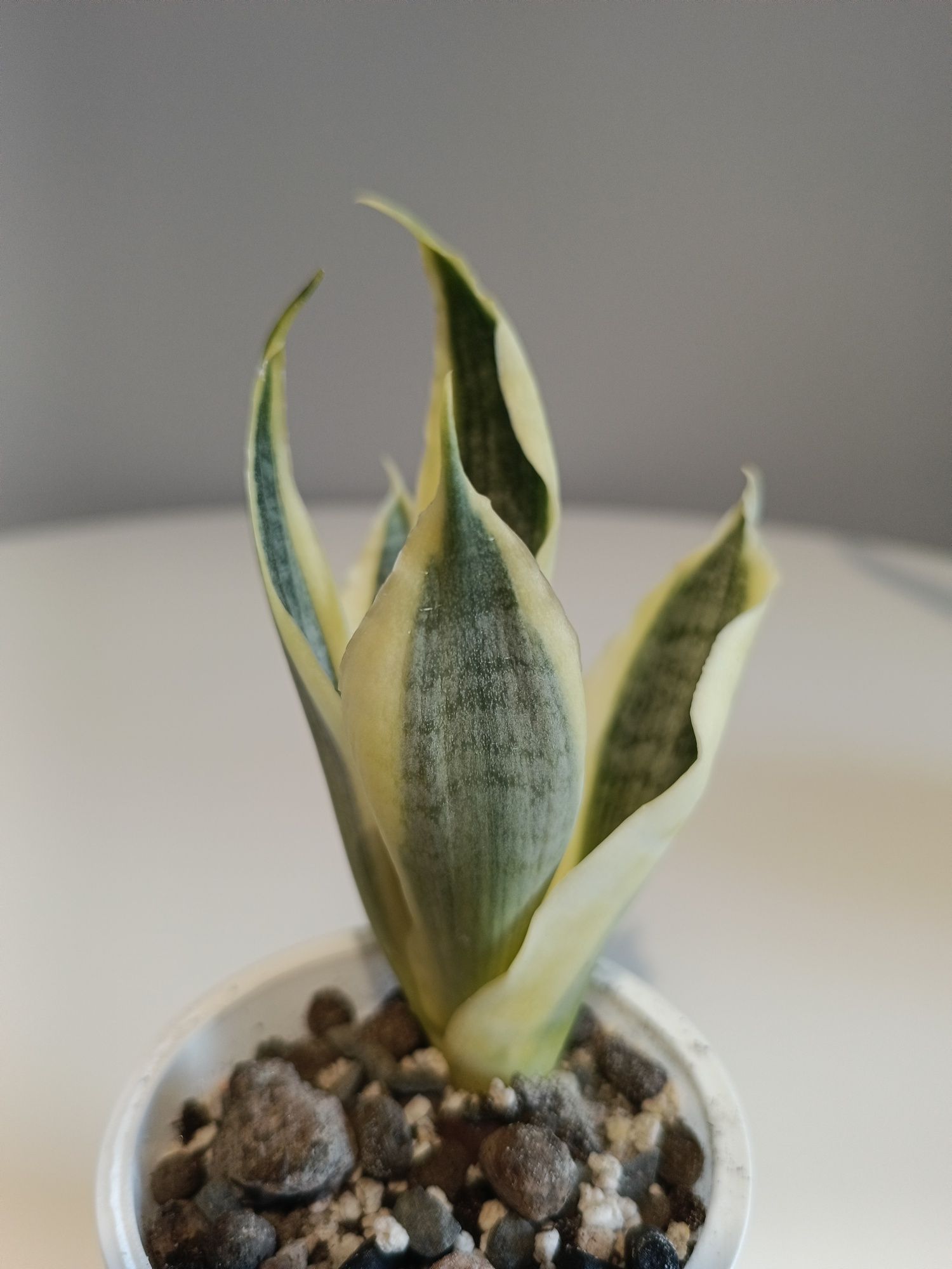 Hahnii White Gold Sansevieria sanseweria wężownica sadzonka