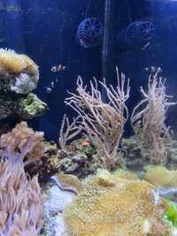 Gorgonia, capnella, sarcophyton, seriatopora, tubipora koralowce, slim