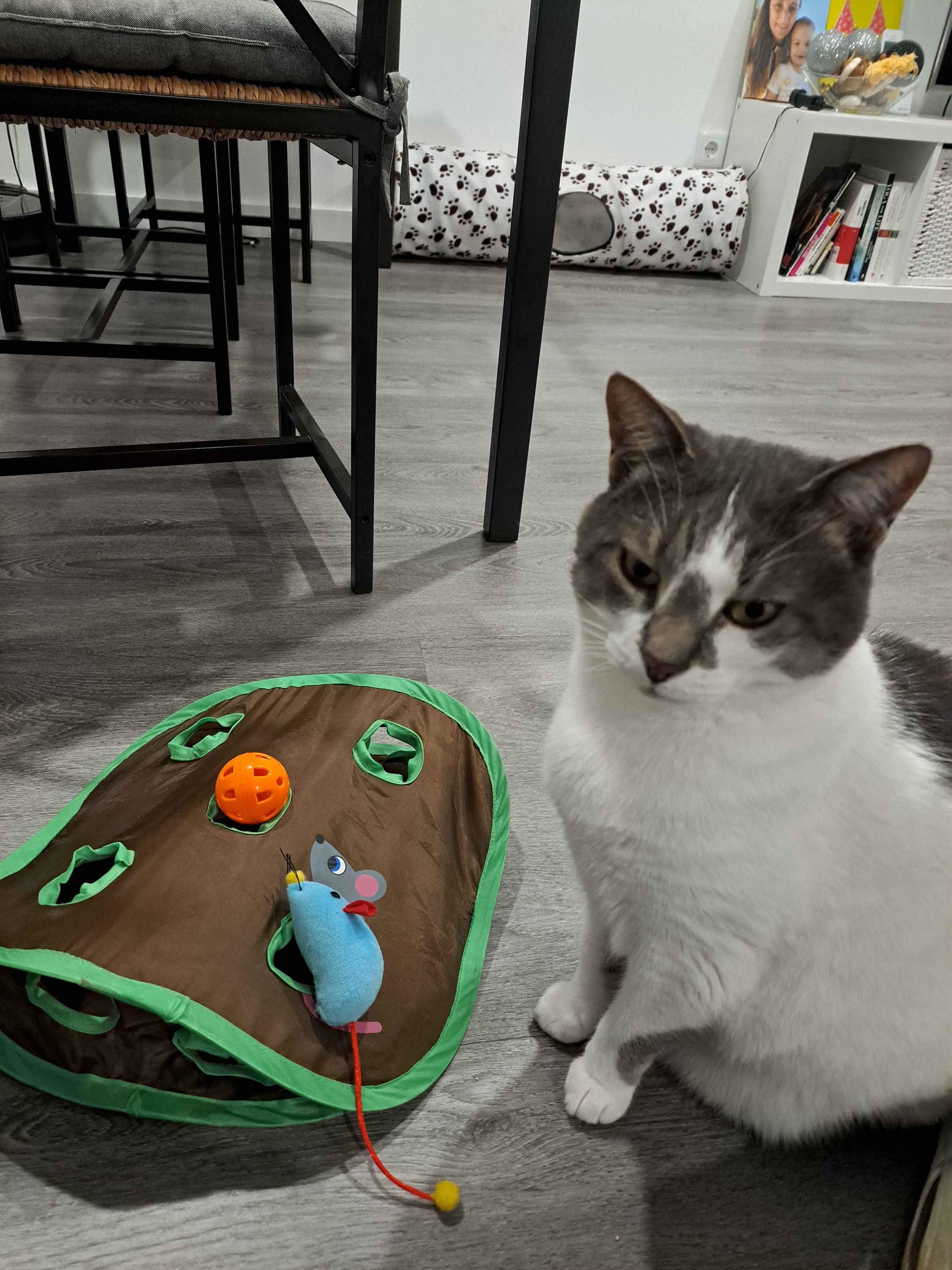 Brinquedo interactivo para gato